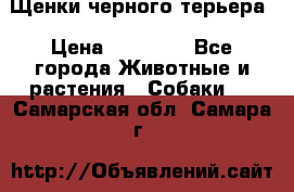Щенки черного терьера › Цена ­ 35 000 - Все города Животные и растения » Собаки   . Самарская обл.,Самара г.